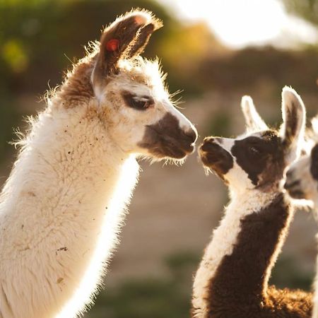 Villa Alpaca Farm - חוות האלפקות Mitzpe Ramon Esterno foto