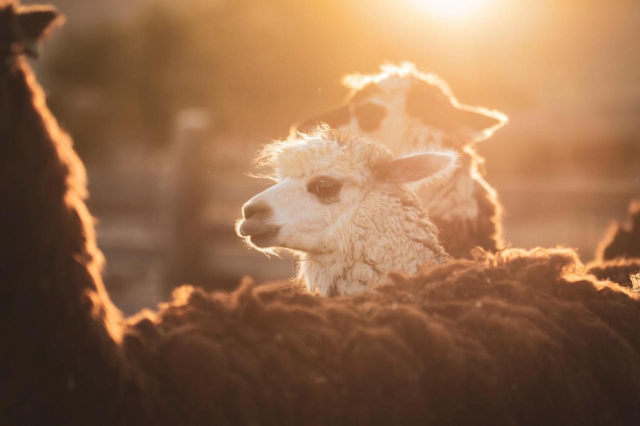 Villa Alpaca Farm - חוות האלפקות Mitzpe Ramon Esterno foto