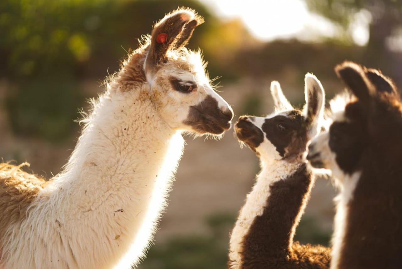 Villa Alpaca Farm - חוות האלפקות Mitzpe Ramon Esterno foto