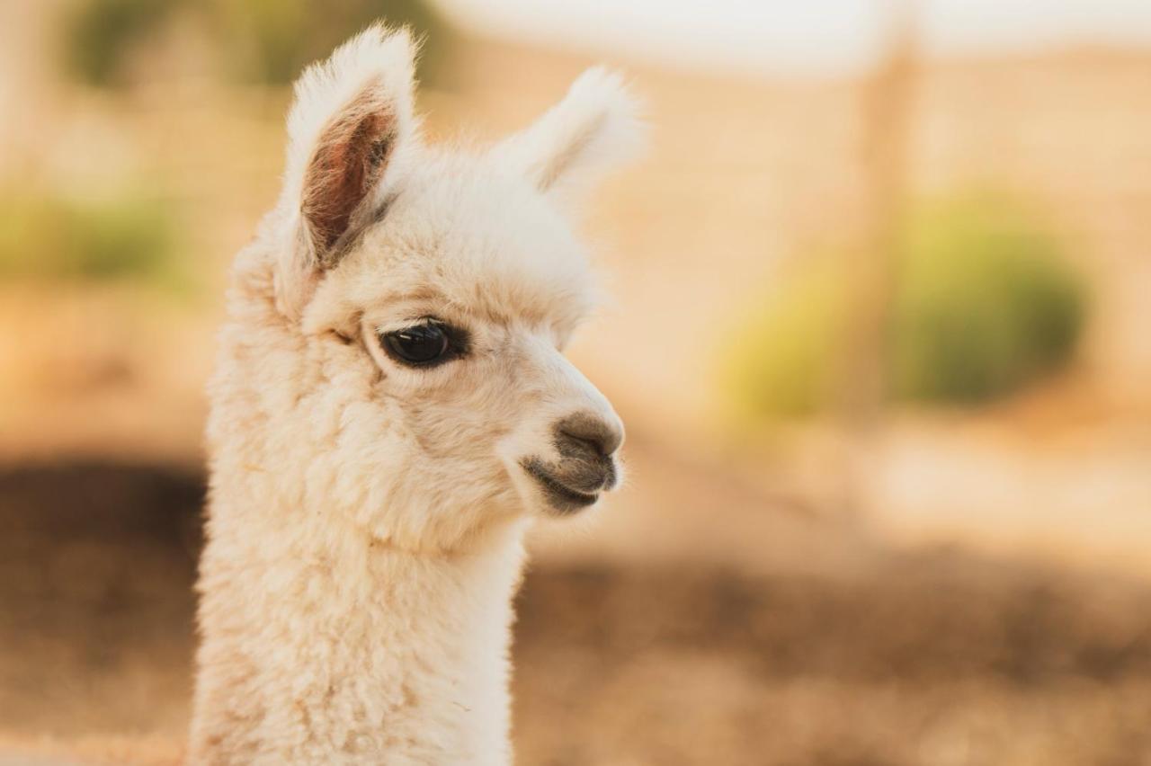 Villa Alpaca Farm - חוות האלפקות Mitzpe Ramon Esterno foto