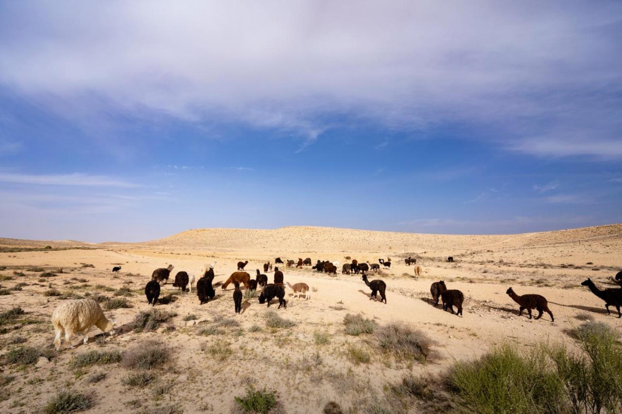 Villa Alpaca Farm - חוות האלפקות Mitzpe Ramon Esterno foto