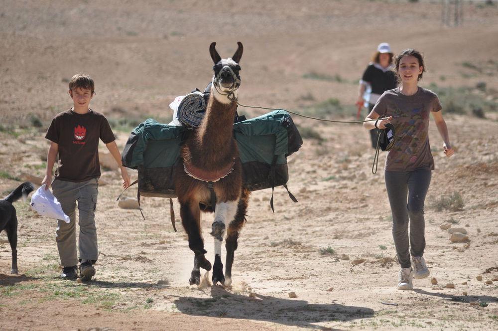 Villa Alpaca Farm - חוות האלפקות Mitzpe Ramon Esterno foto