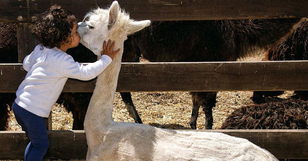 Villa Alpaca Farm - חוות האלפקות Mitzpe Ramon Esterno foto