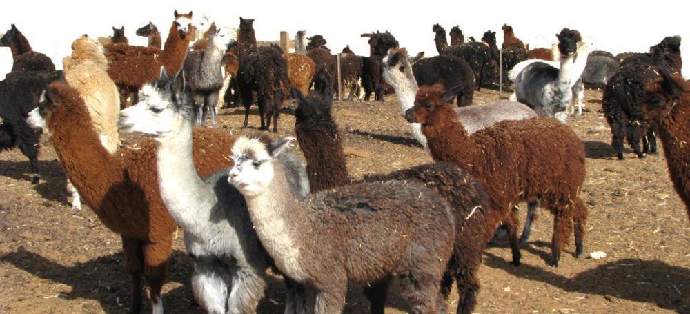 Villa Alpaca Farm - חוות האלפקות Mitzpe Ramon Esterno foto