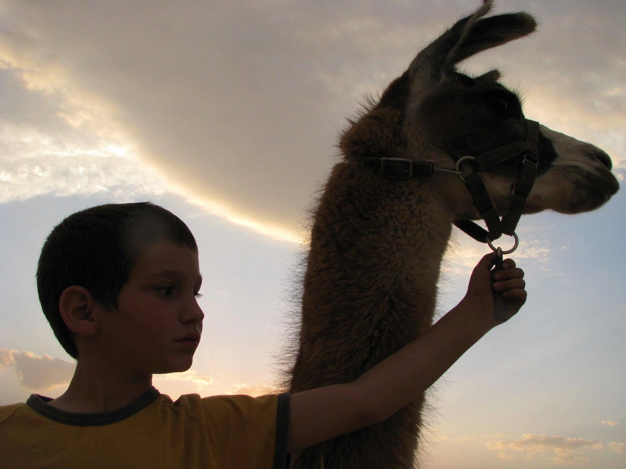 Villa Alpaca Farm - חוות האלפקות Mitzpe Ramon Esterno foto
