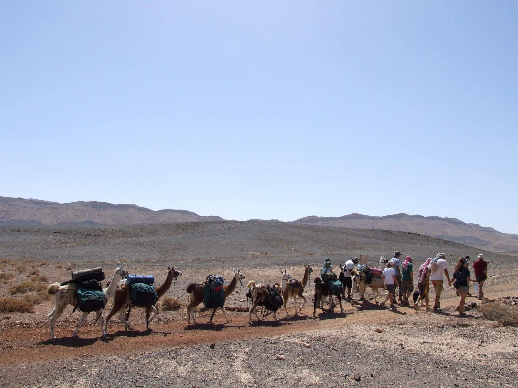 Villa Alpaca Farm - חוות האלפקות Mitzpe Ramon Esterno foto